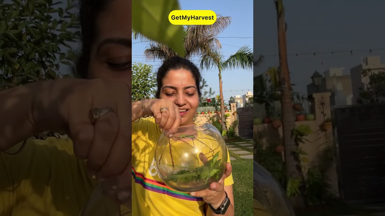 Butterflies in my garden | Kitni sundar hai yeh| Swallowtail Butterfly #shorts