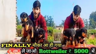Rottweiler Dog Price In India 2024 | Rottweiler Price And Monthly Cost