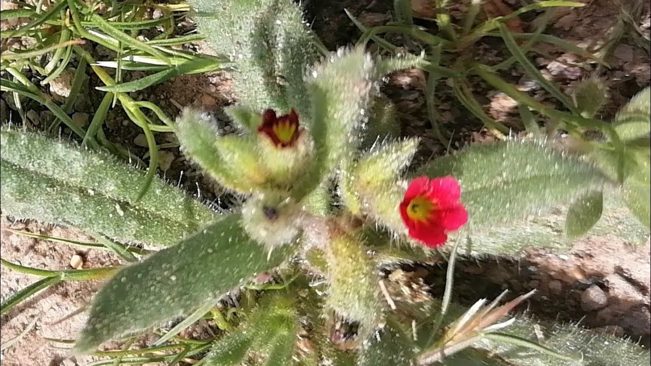 Nonea caspica (Boraginaceae)a plant with mini flowers
