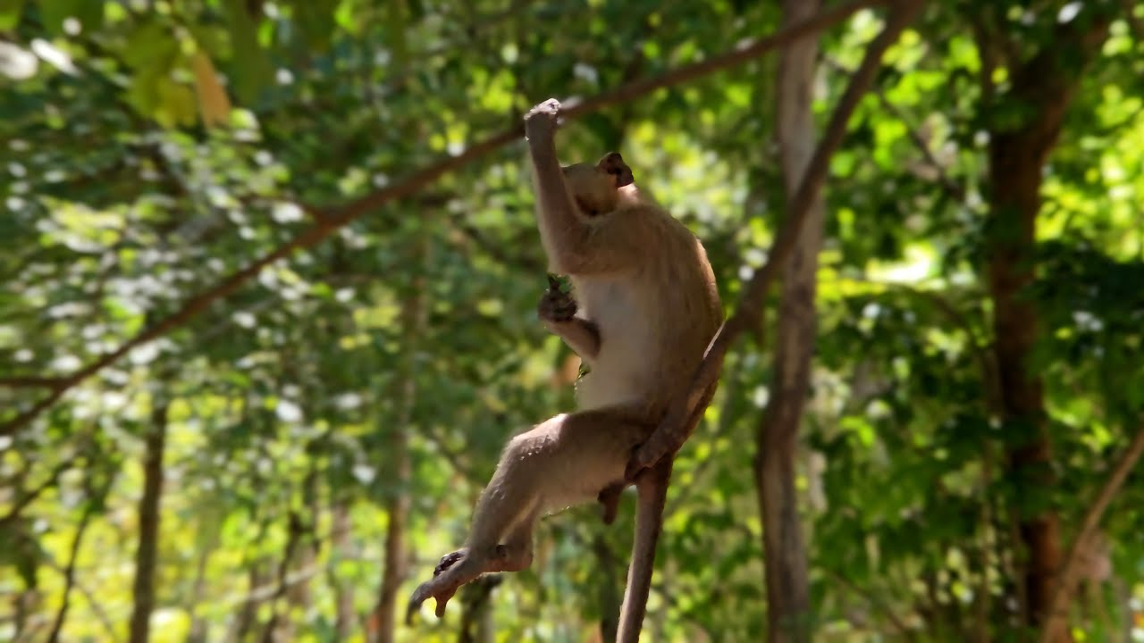 A wild monkey sits in a tree, upset about something