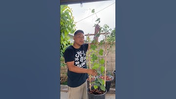 Growing Grapes in Containers #firstyear #grapes #gardening #shorts #subscribe #organic #growwithme