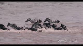 A Wildebeest crossing goes terribly wrong!  Crocodile drowns wildebeest