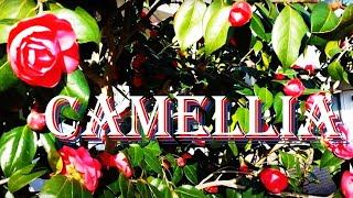 Camellia. March is the Month of Flowers - Antidepressant. Flowers Create a Light Energy Field.