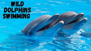 Wild Dolphins Swimming / Dolphins Underwater Relaxing in the Sea/ دولفين screenshot 3