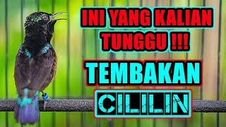 Download Lagu PANCINGAN TEMBAKAN CILILIN KONIN GACOR FULL ISIAN COCOK UNTUK MASTERAN KOLIBRI NINJA BAHAN IJOAN MP3
