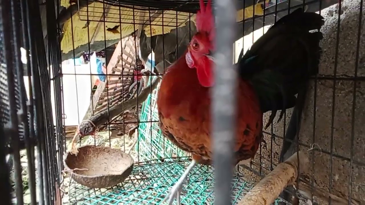 Ang Dami Kona Pala na pangati na labuyo#highlights #labuyo 