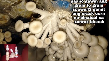 How to make mushroom spawn f2/ grain to grain using crack corn and zonrox bleach