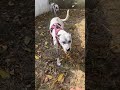 Rottweiler being friendly with seven other dogs 