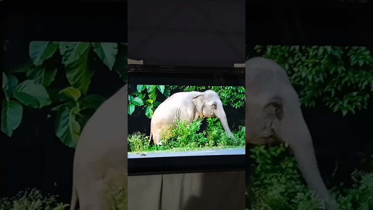 Asian Elephant Sound Effects