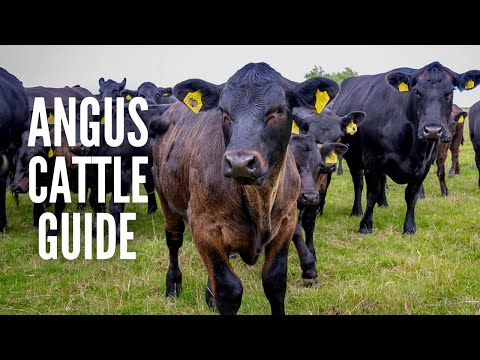 Angus Cows Breed Profile, Facts And Care