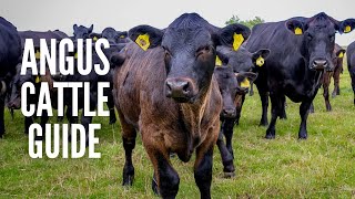 Angus Cows – Breed Profile, Facts and Care