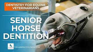Senior Horse Dentition: Key Features Veterinarians Use to Estimate Age
