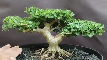 PROSES BONSAI SANCANG DARI AWAL HINGGA JADI SEBUAH KARYA SENI