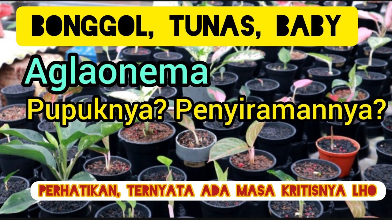 merawat bonggol, tunas dan baby aglaonema