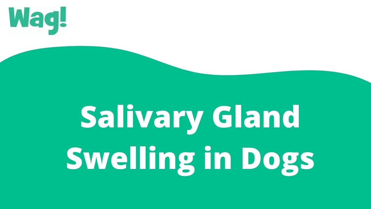 Salivary Gland Swelling in Dogs Wag! YouTube