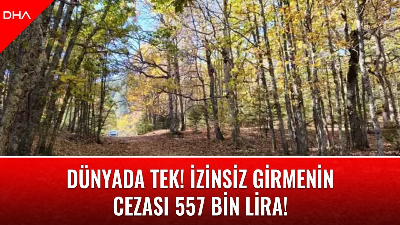 Dünyadaki tek kasnak meşesi ormanına izinsiz girmenin cezası 557 bin TL