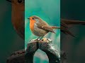 Stunning Robin Close-Up in 4K | Birdwatching 🐦 #shorts
