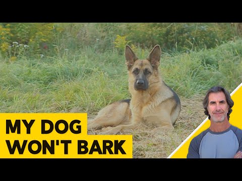 Video: Waarom blaft mijn hond nergens voor?