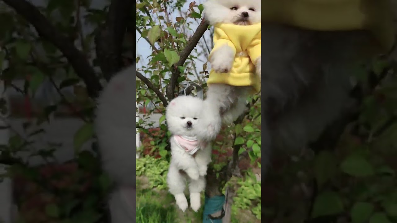 This Tree Only Grows Poms! 😂🐶