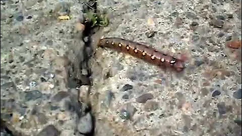 The worst caterpillar butterfly. Самая страшная гусеница бабочки