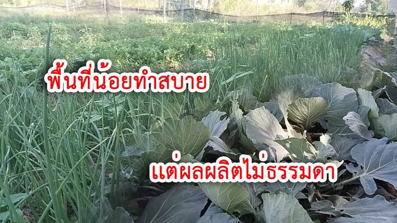 สุดยอดผลผลิตพื้นที่น้อยทำสวนสบาย