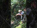 Harvesting oil palm fruit part 15