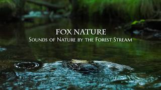 Sounds of Nature by the Forest Stream 🌿🦉Stress relief & Insomnia