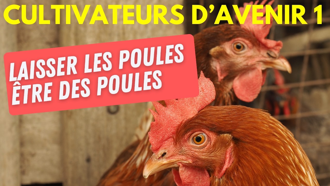 Pourquoi ces éleveurs replantent des arbres pour leurs poules ?