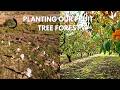Fruit tree forest