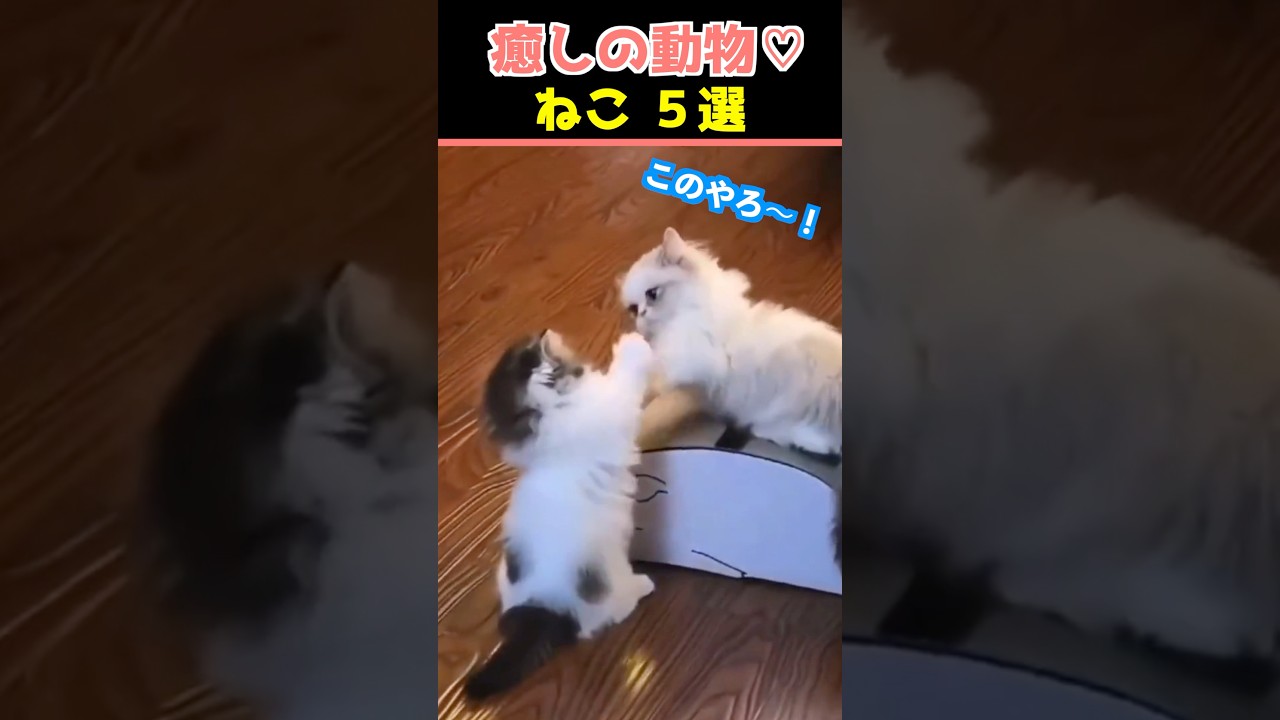 【癒しの猫】SNSでバズった動物かわいいネコ動画５選！【Healing Cats】5 Adorable Cat Videos That Went Viral on Social Media!