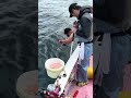【30kgキハダマグロGET】キハダ最後の抵抗！凄腕船長の手繰り #コマセ釣り #相模湾 #釣り