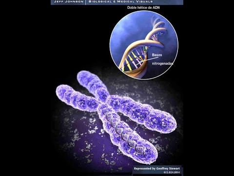 Video: ¿Por qué son importantes los cromosomas?
