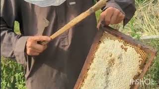 Complete Honey Harvesting Process | Removing Bees, Uncapping Frames & Honey Extraction