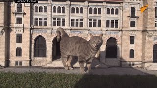 巨大化した猫が町を闊歩？　トルコのミニチュアパークに暮らす猫たち
