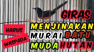 Tutorial Cara Menjinakan Murai Batu Muda Hutan Giras