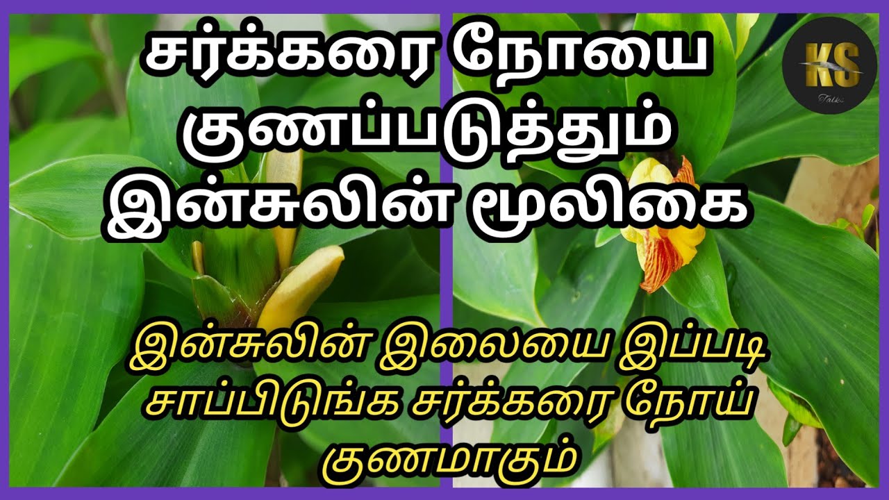 insulin-plant-ks-talks-tamil