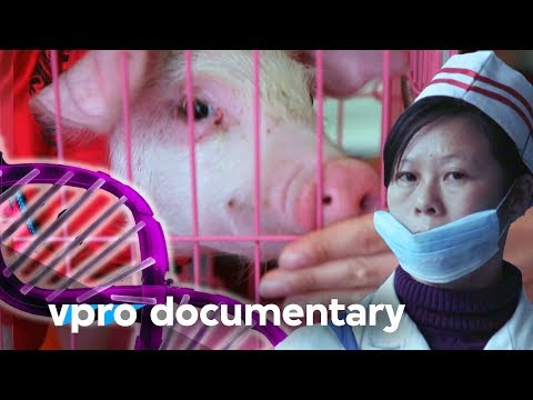 How DNA dreams become reality at BGI in China - Docu