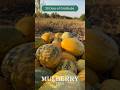 "Pumpkin Pie Milkshake" with Mulberry Tree's Day 24 of 28 Days of Gratitude