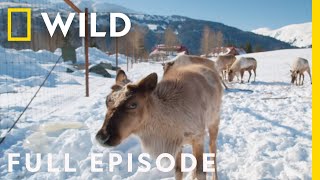 Famous Caring for Alaskan Reindeer (Full Episode) | Dr. Oakley, Yukon Vet Net Worth