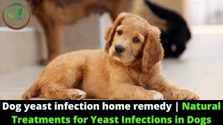 ✅ Dog Yeast Infection Home Remedy || Natural Treatments For Yeast Infections In Dogs || Itchy Dog ✅ Dog Yeast Infection Home Remedy || Natural Treatments For Yeast Infections In Dogs || Itchy Dog