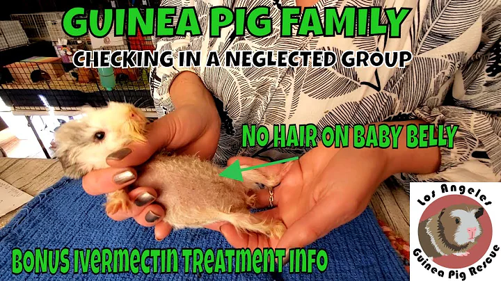 Neglected Group of Guinea Pigs Living in Tiny Cage...