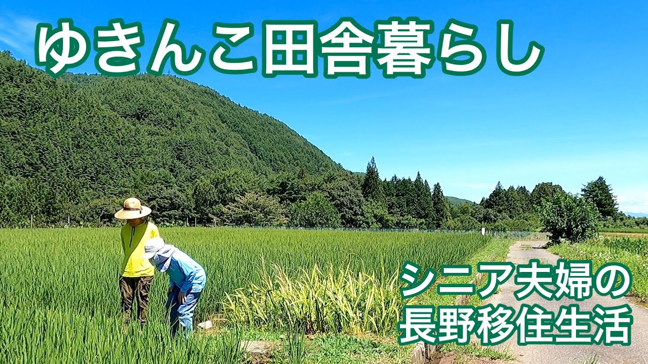 【わたし流田舎暮らしNo.67】シニア夫婦で初めてのすもも収穫🍑妻 初めての梅干し作り☺️/長野移住