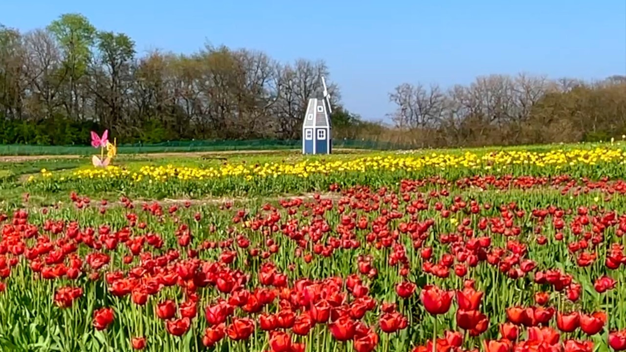 Indiana In Bloom (A Quiet Journey)