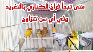 متى تبدأ فراخ الكناري بالتغريد؟وفي أي عمر يمكنها التزاوج والانتاج