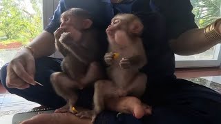 Baby monkey screams when he sees the fruit plate