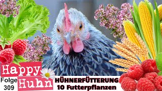 Hühnerfütterung: 10 tolle Futterpflanzen für die Hühner, aus dem eigenen Garten! - HAPPY HUHN E309