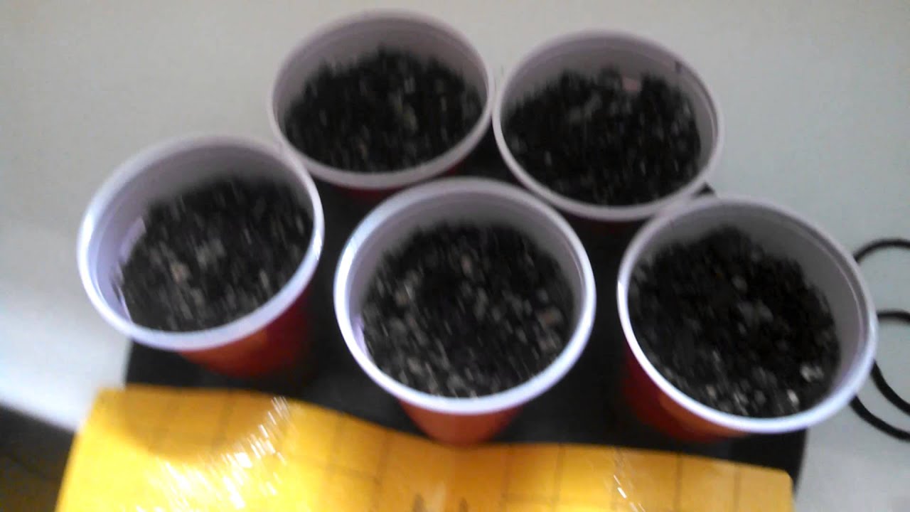 Tga seeds "Locomotion" update