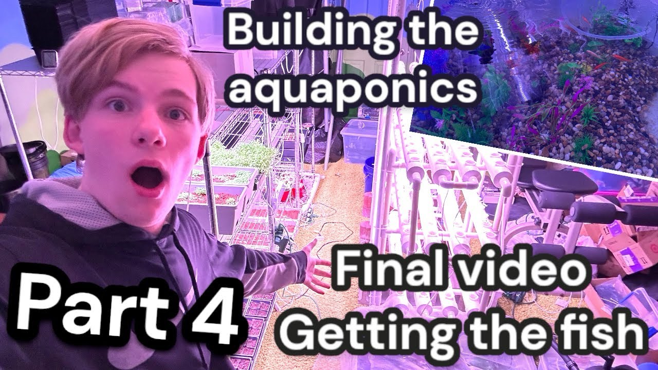 Part 4, Aquaponics system -Getting Fish - YouTube