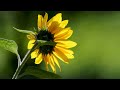 12 hours of relaxing music  piano music for stress relief sleep music meditation music mirror