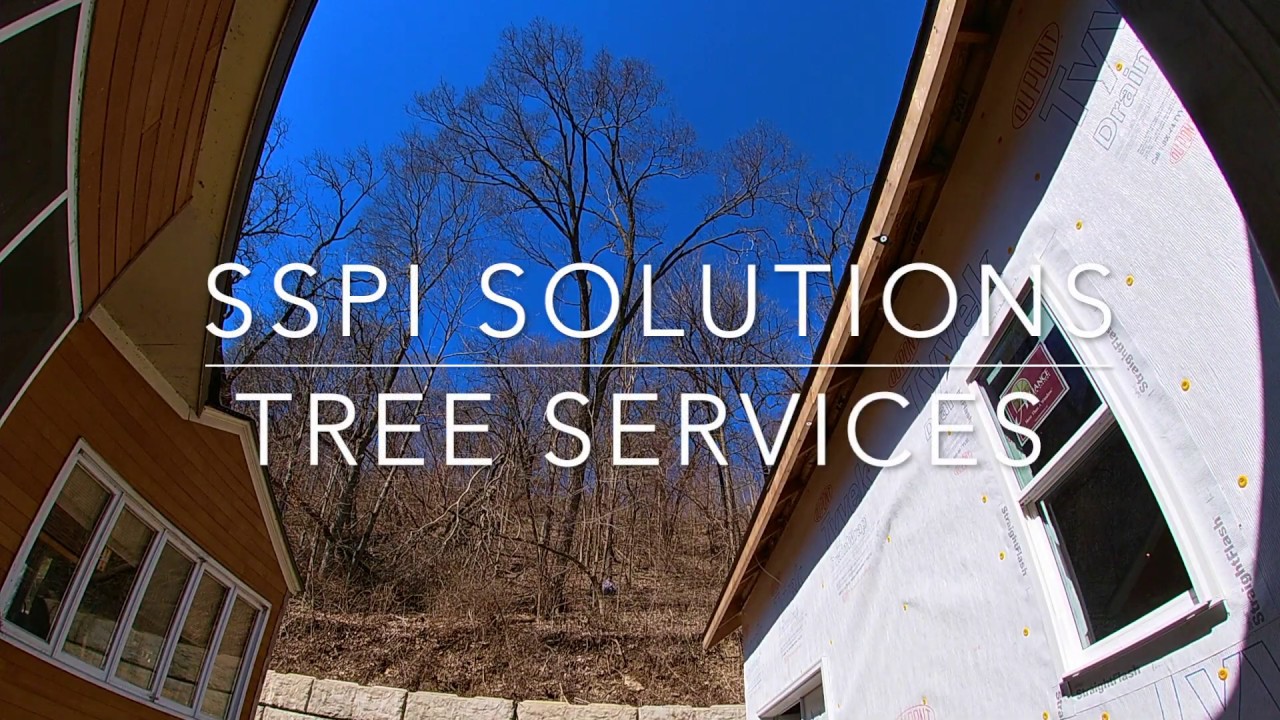 Hacking a Hackberry Tree - SSPI Solutions Tree Services